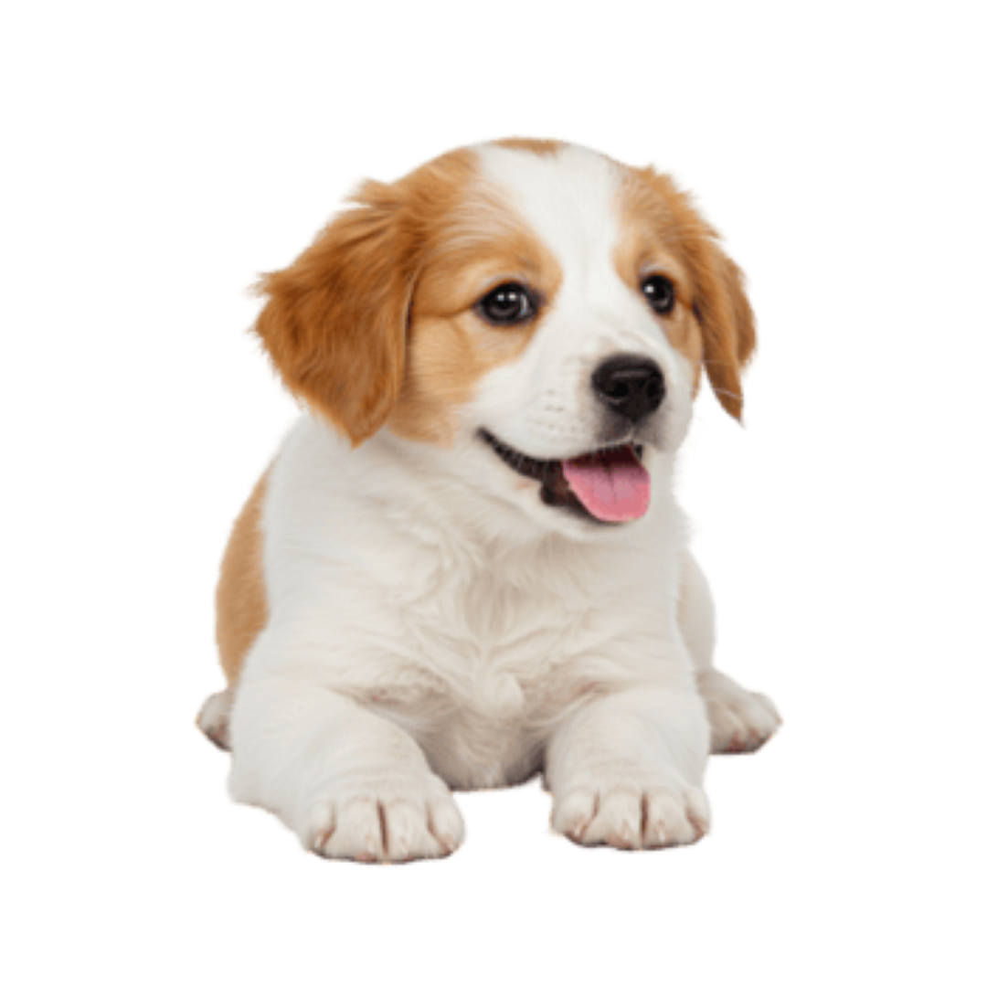 DOG PUPPY SET B39 300272
